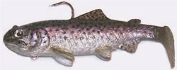Mattlures - Trout Series swimbait